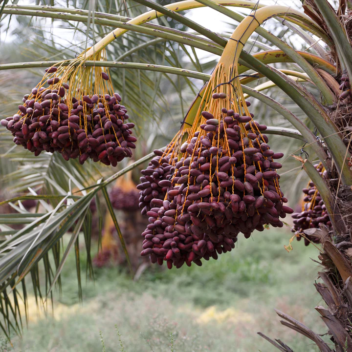 Iranian-Piarom-dates-vhafoods
